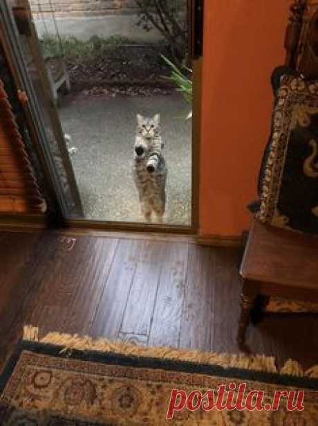Lucy was mistaken and would like to exercise her option to come back in out of the cold. by ivereadthings cats kitten catsonweb cute adorable funny sleepy animals nature kitty cutie ca