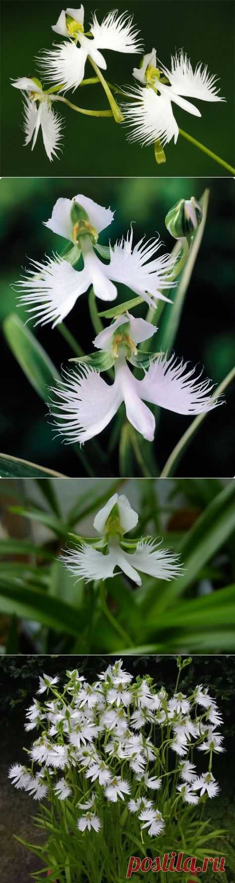 Habenaria radiata - орхидея Белая цапля.