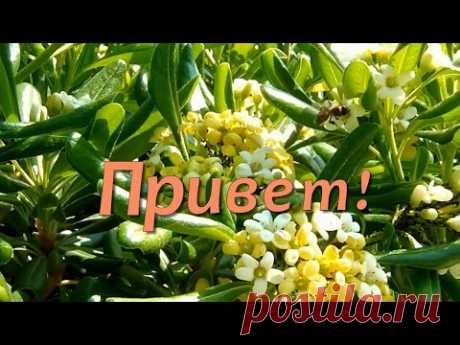 (14) Пожелания Доброго Утра🌼Добрые Пожелания🌼Пожелания Хорошего Дня🌼Пожелание Удачи - YouTube