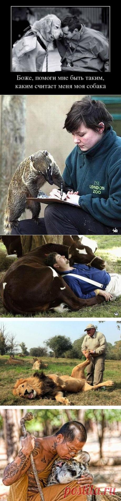 (+1) тема - Гуманному отношению к животным посвящается. | Четвероногий юмор