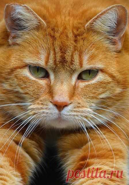 Кот