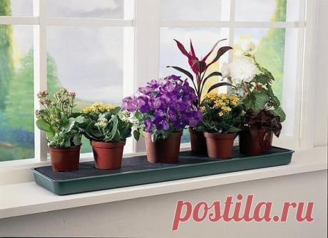 Секрет роскошного комнатного цветника Растения нужно хорошо подкармливать, иначе не дождаться ни пышной листвы, ни хорошего цветения.