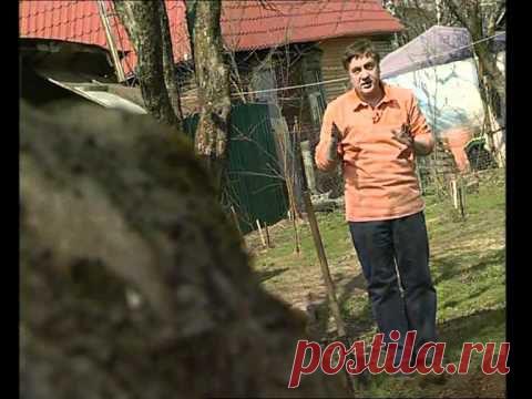 Подкормка яблонь весной | DomOgorodnika.ru