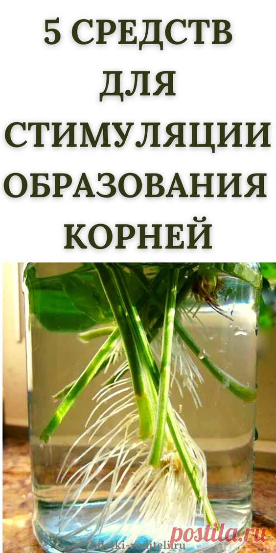 8 ПРОСТЫХ СОВЕТОВ — ОРХИДЕИ ДЛЯ НАЧИНАЮЩИХ