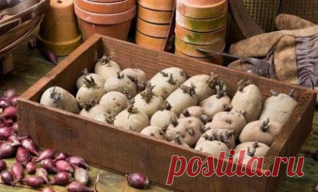 Зеленение картофеля - простой способ прибавить 20% к будущему урожаю!