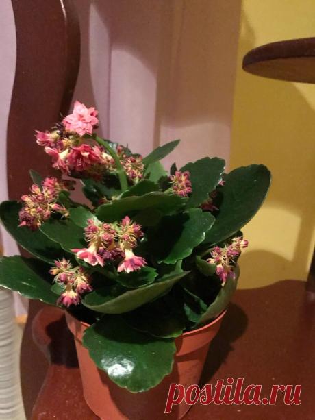 Показываю какие домашние растения есть в моем доме и как я за ними ухаживаю. | Алексей Смирнов | Яндекс Дзен