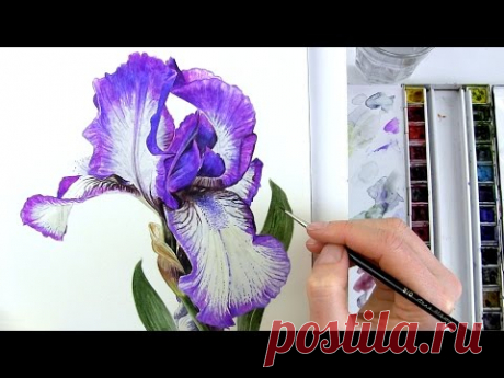 How to paint realistic botanical bearded Iris in watercolour with Anna Mason