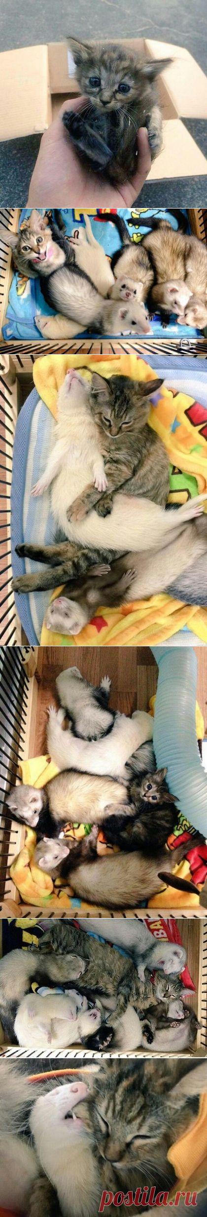 Что будет, если котенка подселить в семейку хорьков - Путешествуем вместе