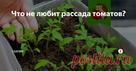 Что не любит рассада томатов? Что нельзя делать с молодыми саженцами? Какой уход может их сгубить?