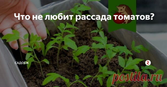 Что не любит рассада томатов? Что нельзя делать с молодыми саженцами? Какой уход может их сгубить?