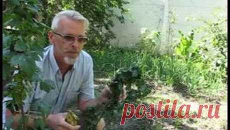 Тля на смородине.