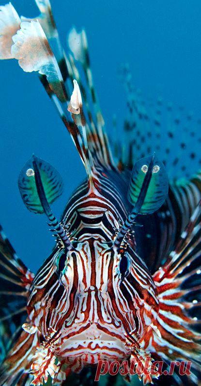 Lionfish by Maria Teresa Lara
Крылатка Мария Тереза Лара