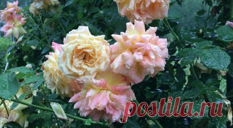 Лучшая плетистая роза для вашего сада: подборка самых зимостойких и красивых сортов с фото и описанием на Supersadovnik.ru