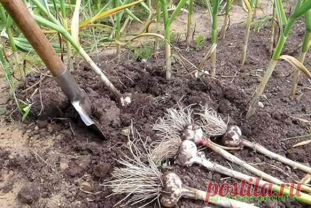 Когда убирать в 2022 году чеснок по Лунному календарю: благоприятные дни - Своими руками на даче - как посеять, сажать, ухаживать за растениями и цветами