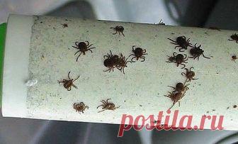 Уже сейчас начинается опасная пора, клещи превратятся в настоящую напасть. Вытащить насекомое из-под кожи будет очень нелегко — а еще ведь есть смертельные заболевания, которые эти самые клещи переносят. 

Между тем вот этот простой трюк позволит вам бродить по лесу вообще не опасаясь клещей. Возьмите обычный ролик для чистки одежды, опрыскайте его эфирным маслом, проведите пару раз по всему телу — вот и все. 

Комары и мошки также постараются держаться подальше от неприят...