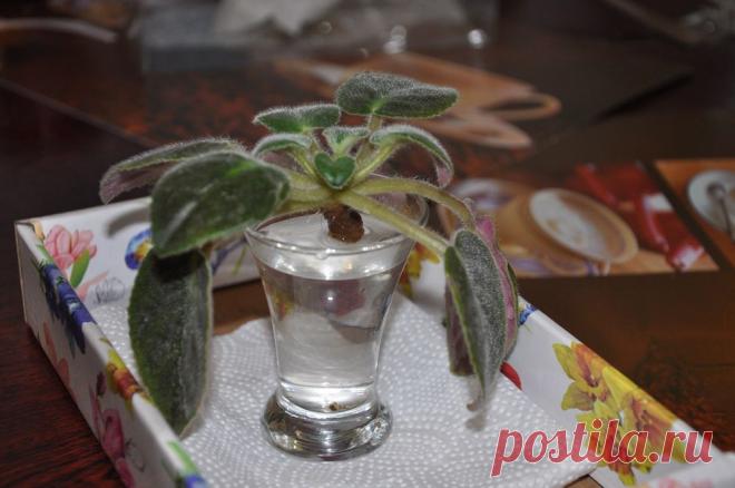 Как омолодить фиалку?