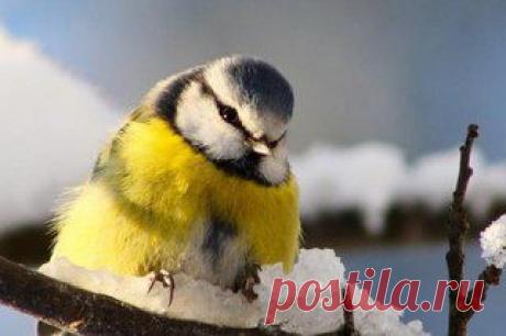 Лайфхак в стиле эко: как сделать простую кормушку для синичек