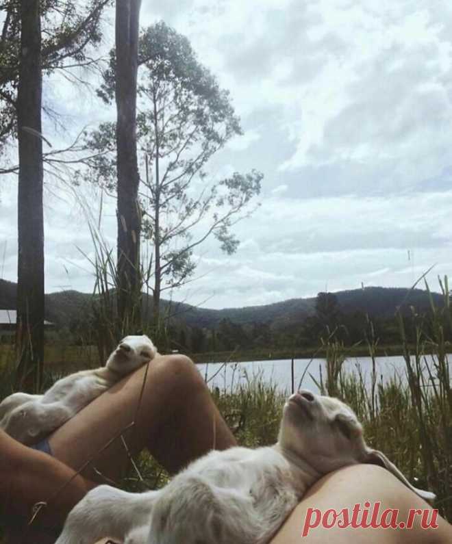 Очень милая подборка фотографий с животными, которые от души наслаждаются жизнью