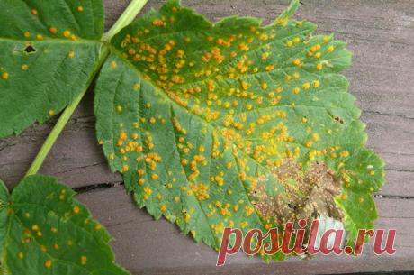 Откуда на листьях малины берутся жёлтые выпуклые пятна? | 6 соток