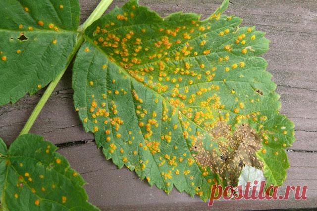 Откуда на листьях малины берутся жёлтые выпуклые пятна? | 6 соток