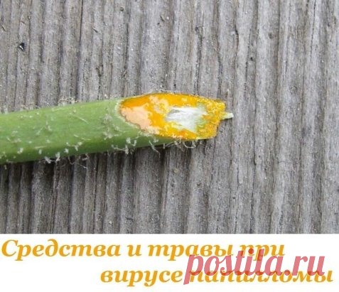Средства и травы при вирусе папилломы