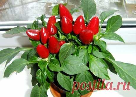 Комнатный острый перец огонёк