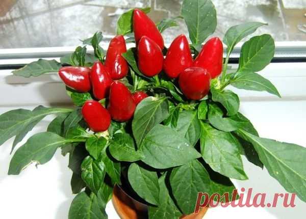 Комнатный острый перец огонёк