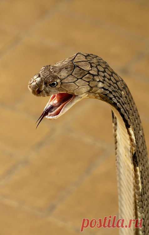 Herp Love: King Cobra, the world’s longest venomous snake,...