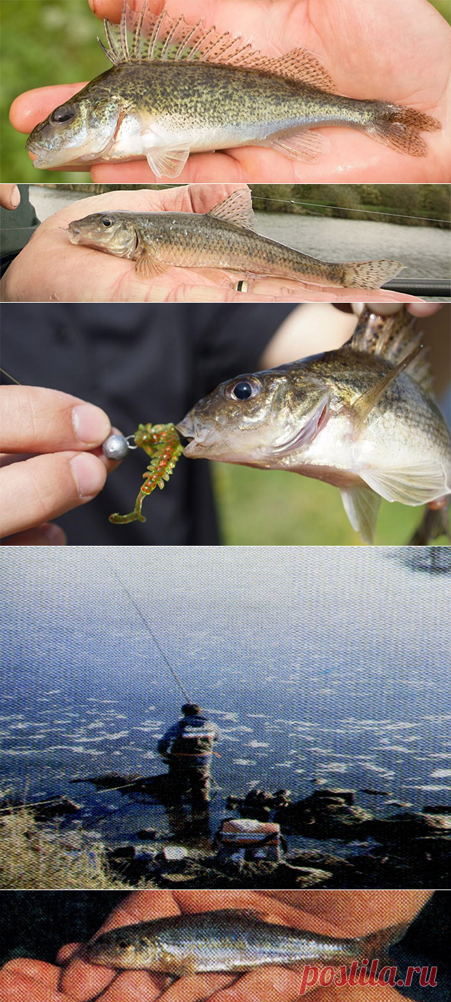 Введение в ловлю на удочку с глухой оснасткой