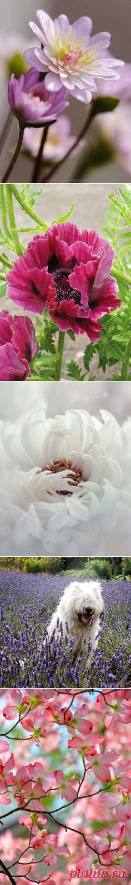 Flowers`•.¸¸.ஐ