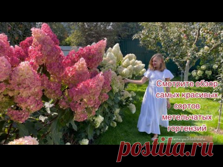 ГОРТЕНЗИИ ВЕЛИКАНЫ И ТОП ЛУЧШИХ НОВИНОК