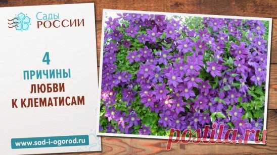 4 причины любви к клематисам
1. Клематисы – это многолетние цветы, которые могут радовать хозяина сада вплоть до 30 лет. Для этого стоит лишь изредка подпитывать и омолаживать посадки. 
2. Клематисы не ограничены в цветовой гамме. Спектр их оттенков растянулся между бледно-розовым цветом и глубоким пурпурным. 
3. Клематисы могут плестись вплоть до 3-5 метров ввысь, создавая целые цветочные крепости. 
4. Клематисы не нуждаются в солнце. Сорта с яркими цветками отлично растут в тени, а более блек