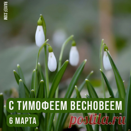 Тимофей Весновей – любимый праздник пожилых людей. В народе говорили: «Весновей веет и старые косточки греет».
