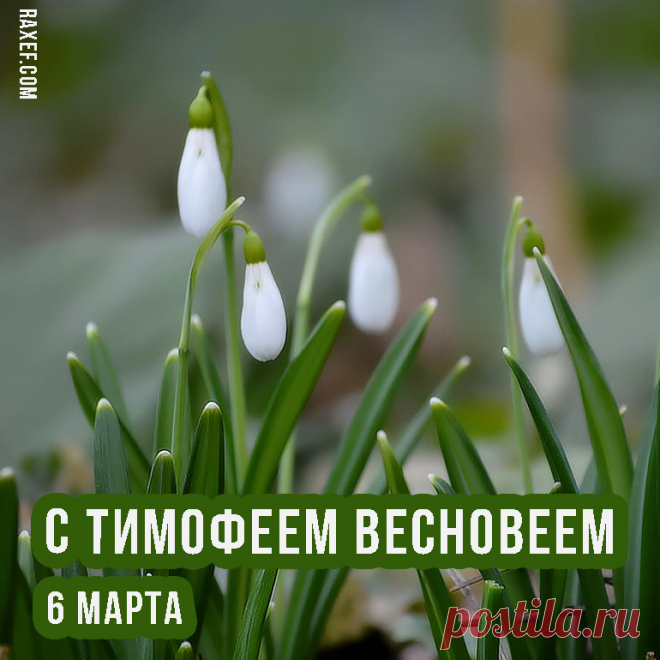 Тимофей Весновей – любимый праздник пожилых людей. В народе говорили: «Весновей веет и старые косточки греет».