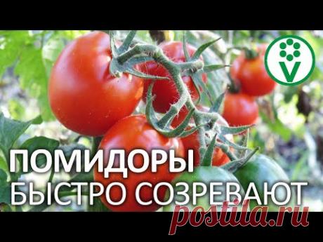 ПОМИДОРЫ ВМИГ ПОКРАСНЕЮТ НА КУСТЕ, ЕСЛИ ПОЛОЖИТЬ В ТЕПЛИЦУ ЭТО!