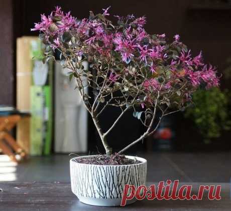 Карликовые деревья для дома: особенности ухода