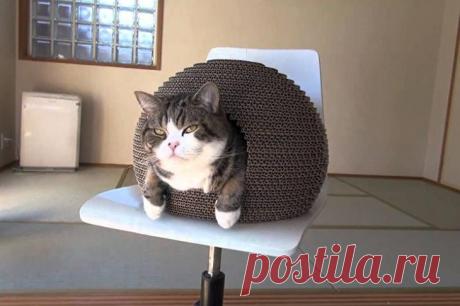 Идеи домиков для кошек
