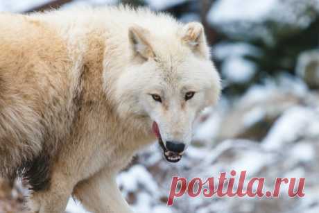 «Предвкушая вкусные бочка» Гудзонский волк (Canis lupus hudsonicus) в объективе Натальи Бубочкиной: nat-geo.ru/community/user/229165