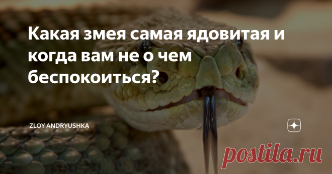 Какая змея самая ядовитая и когда вам не о чем беспокоиться? Если вы имеете в виду мамбу, гремучую змею или кобру, вы ошибаетесь. Это совершенно разные ребята, практически неизвестные в нашей стране. К счастью.
Мы не будем долго тебя томить.
Абсолютно самыми ядовитыми змеями в мире являются тайпаны, живущие в Австралии. Их яд настолько силен, что количество яда от одного укуса маленького тайпана, то есть капля размером с булавку, убило бы 1000 мышей. Если