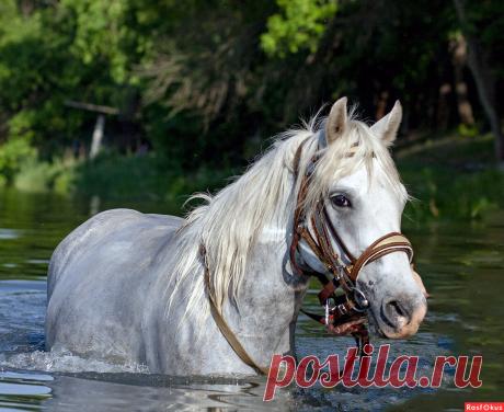 Фотограф Евгений Балюбах. Фото животных. Фотосайт Расфокус.ру