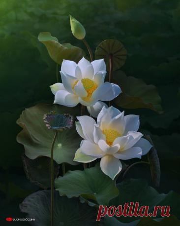 Пин на доске flowers for painting