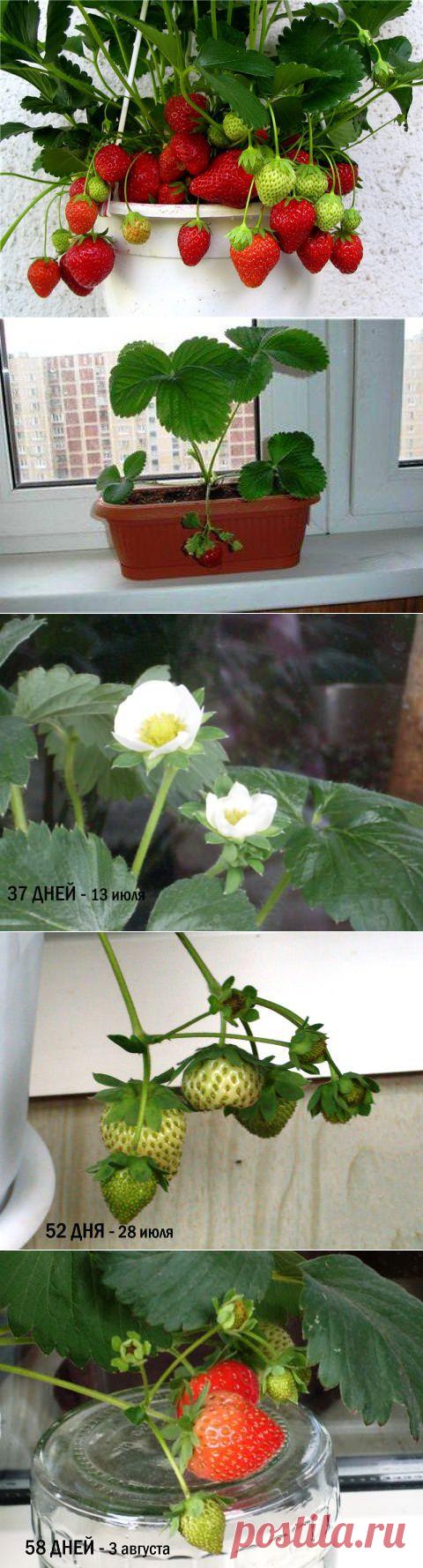 Клубника на подоконнике за 60 дней | Дачный участок