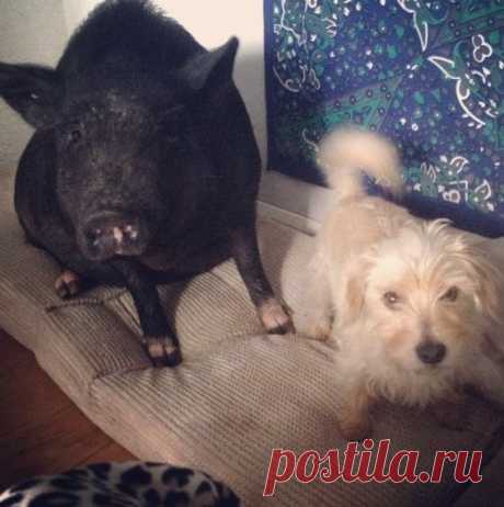 Спасенный поросенок и собака — лучшие друзья!