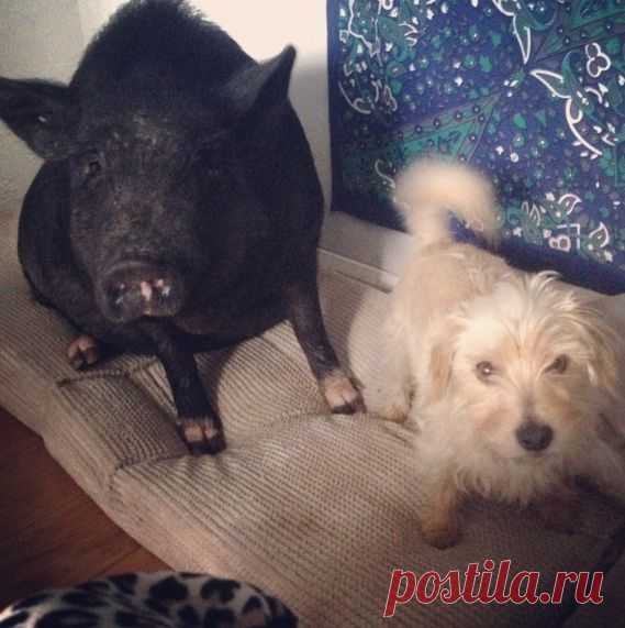 Спасенный поросенок и собака — лучшие друзья!
