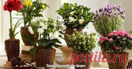 ОДИННАДЦАТЬ СПОСОБОВ УДОБРИТЬ ДОМАШНИЕ РАСТЕНИЯ