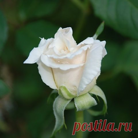 Цветы