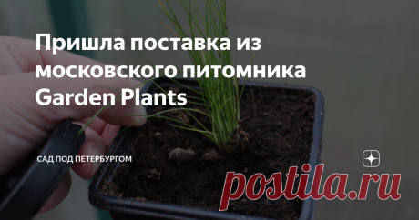 Пришла поставка из московского питомника Garden Plants Интересный и недорогой питомник, но пока оценка "4"