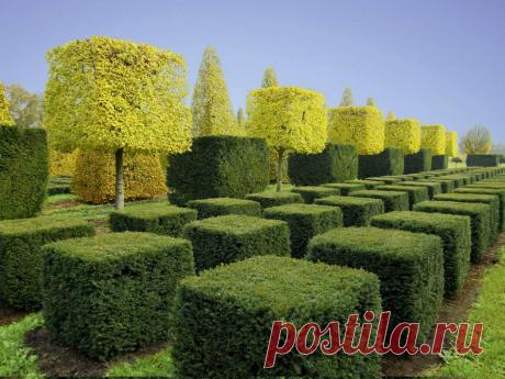 Стрижка кустов — советы и правила обрезки живой изгороди 95 фото Портал о ландшафтном дизайне - обзор лучших дизайнерских идей и секретов по уходу за садом и дачей