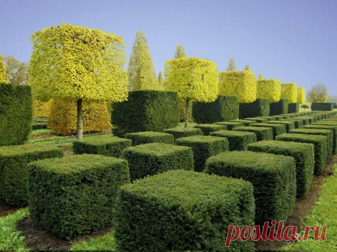 Стрижка кустов — советы и правила обрезки живой изгороди 95 фото Портал о ландшафтном дизайне - обзор лучших дизайнерских идей и секретов по уходу за садом и дачей