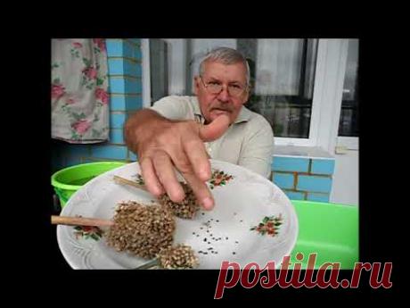 Как очищаю семена лука чернушку